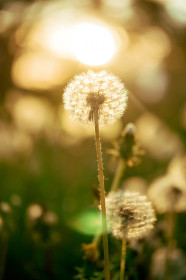 Одуванчики на закате