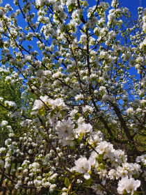 Груша в городе Зея