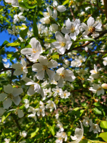 Яблоня в цвету в городе Зея