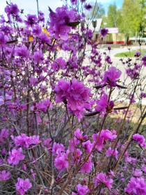 Вот и багульник в Зее зацвёл