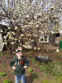 Груша цветет