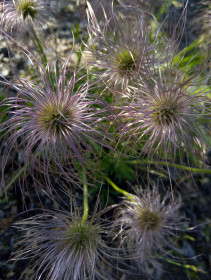 Прострел Пушистик