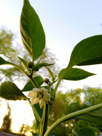 Сладкий перец