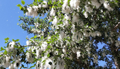 Тополиный пух