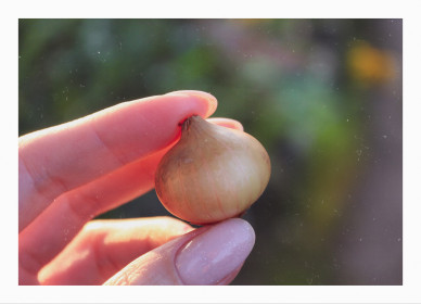 Малыш Чиполлино