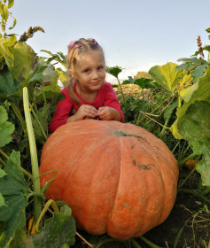 "Что там с каретой... " Овсянка.