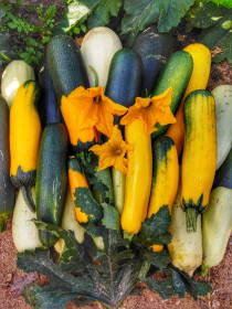 Необычной расцветки кабачки. Серышево