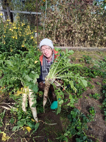 Вот такой нынче дайкон