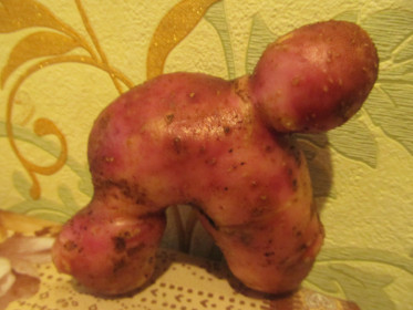 медвежонок