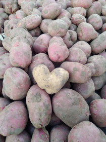 Выращена с любовью в Селеткане