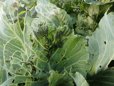 Урожая не будет