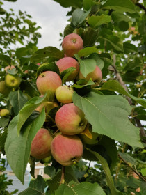 Наливные яблочки из Благовещенска