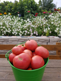 Сочные помидоры (Благовещенск)