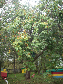 "Школьный Верхнеильиновский урожай"