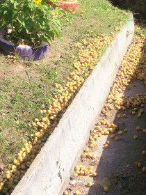 "Школьные Верхнеильиновские груши!"