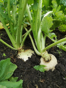 Репа из Ромны