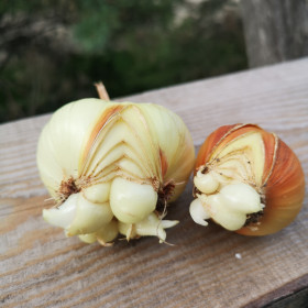 Лук из Ромны просится на конкурс