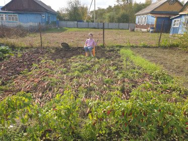 Морковкин день.