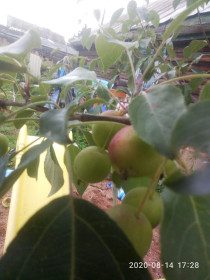 Яблочки поспели в Магдагачах