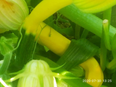 Кабачки из Магдагачей