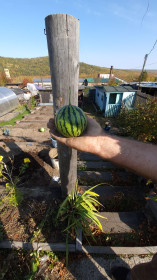 Супер арбуз из Тутаула