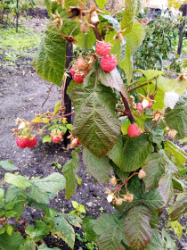 Осенняя малина, пгт. Архара