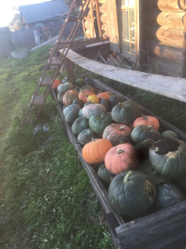 Тыквы много не бывает!!!