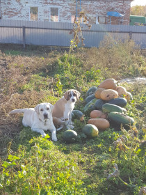 Охранники урожая