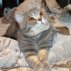 Грэйсон, 2 года. Наш Чешырский кот. г. Свободный