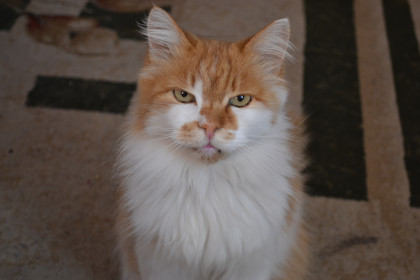 Кузя, 13 лет. Верный друг и самый умный кот на свете. с. Грибское