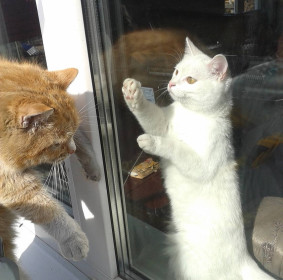 Кошка Белка сидит дома, а Рыжик к ней в гости приходит. Котят Белка уже от Рыжика приносила.