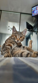 Кошка Ксюша, 7 месяцев. Очень сообразительная кошка. п. Архара