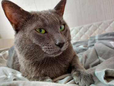 Чарли, 7 лет, модель — камера его любит. Говорит слово «мама». г. Благовещенск