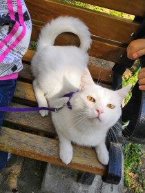 Снежок, 3 года. Главный напарник в детских играх. г. Благовещенск