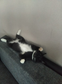 Кот Василий, 7 месяцев. Любит спать в необычных позах и лучший друг 1,5-летнего сына. с. Варваровка