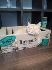 Кот Василий — наш будильник! 8 лет. г. Благовещенск