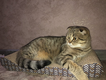 Мелисса, 9 мес. Самая умная и ласковая кошечка. г. Благовещенск