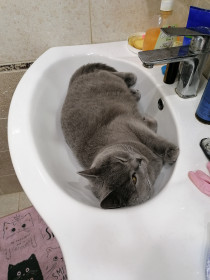 Бафик, 3 г. 6 кг.  Самый чистоплотный и флегматичный кот в мире.