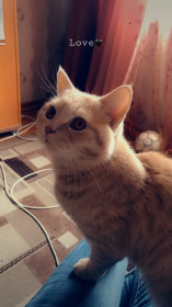 Кот Гарфилд: 2 года, 2 кг, «мамин пирожочек». г. Благовещенск