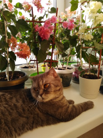 Мура, 3 года, 4 кг. Любимый хвостик любит все контролировать. г. Благовещенск