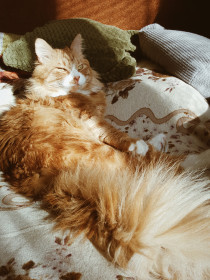 Гектор, 6 лет, 6,3 кг. Уверен в своей неотразимости. г. Благовещенск