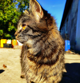 Дарья, 2 года. Самая послушная кошка в семье. с. Константиноградовка