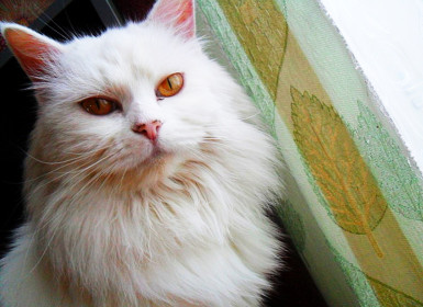 Кот Снежик, 9 лет. Часто приносит нам в подарок воробьев.