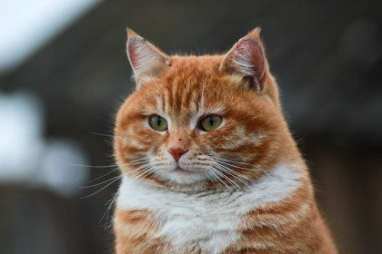 Котя в шикарной мартовской шубе. 4 года. с. Николаевка, Тамбовский район