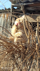 Рыжик, 6 месяцев. Хороший ласковый котик.