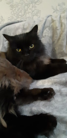 Кот, 7 кг, уже не очень молодой. Противник фотосессий.