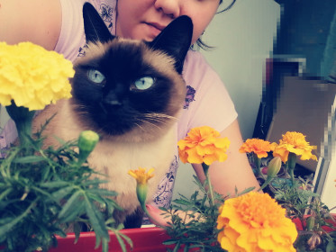 Кошечка Снежа, 8 лет. Дама с характером. :-) г. Тында