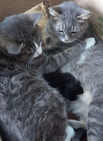 Котя, 1 год, 7 кг. Заботливый отец семейства. с. Гудачи, Магдагачинский район