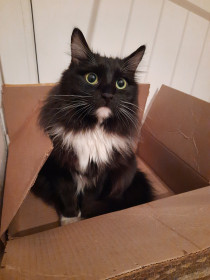 АлиКошкаЭкспресс. Любит драться с собакой и кусать хозяина за нос.