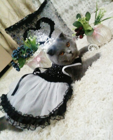 Шейла, 4 года. Очень ленивая